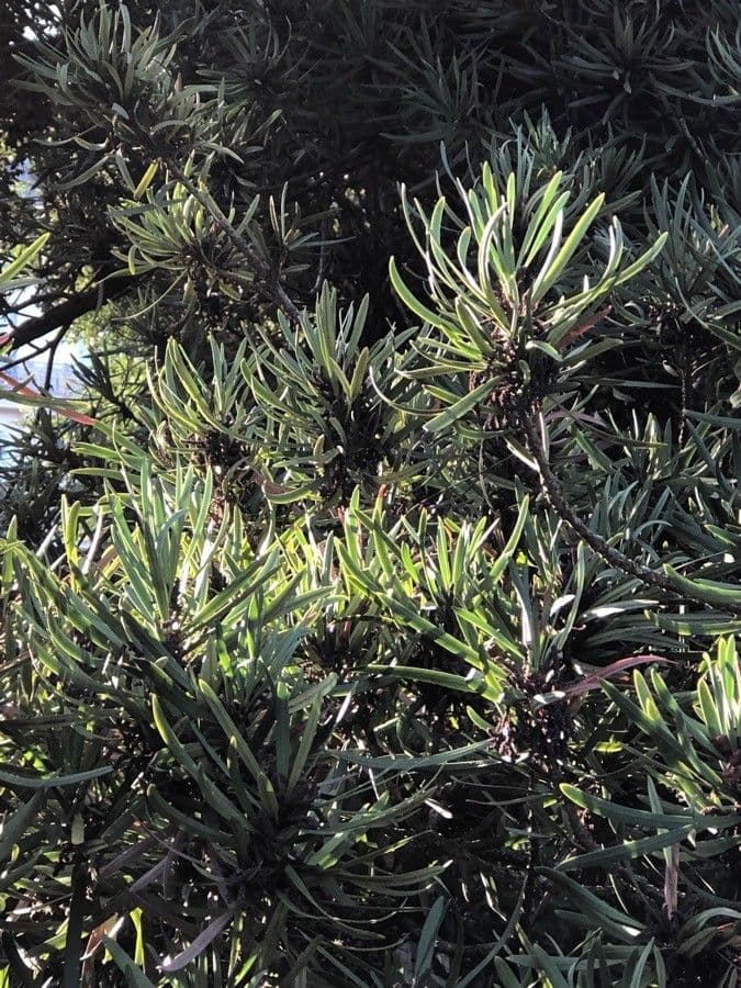 Podocarpus macrophyllus 26