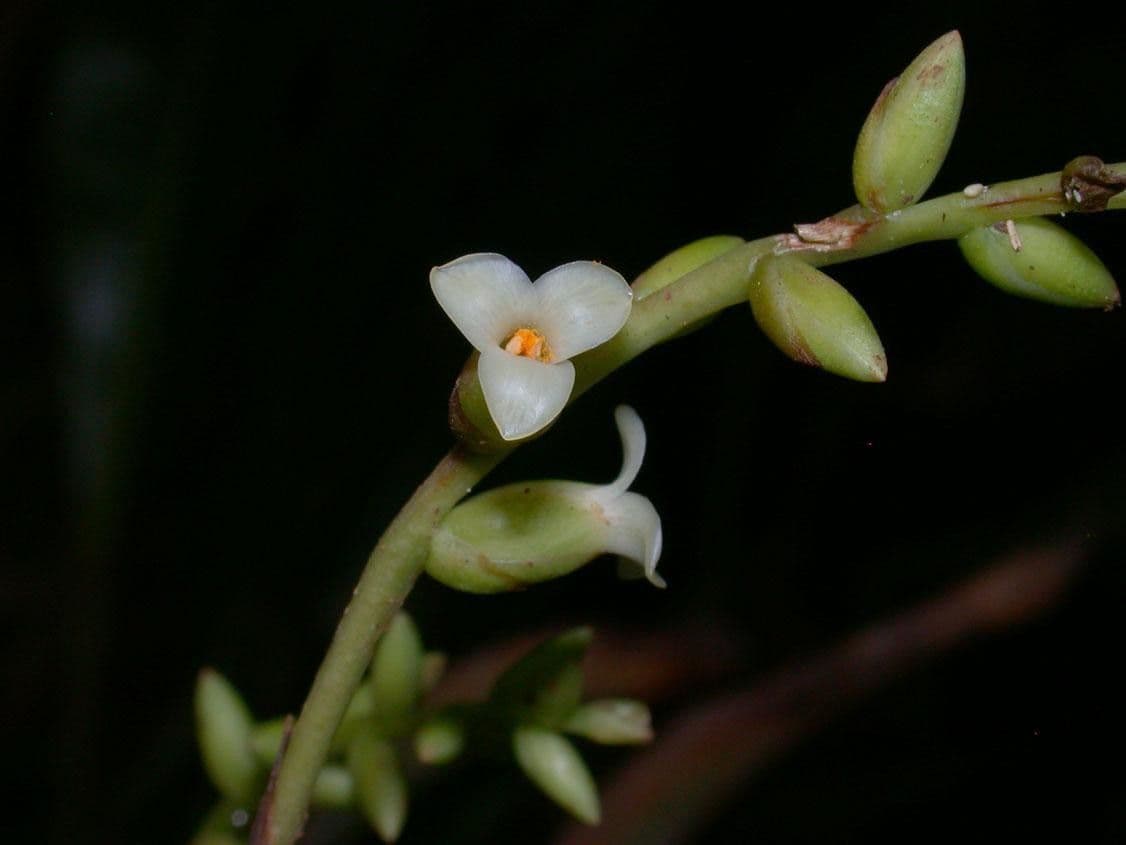 Catopsis sessiliflora