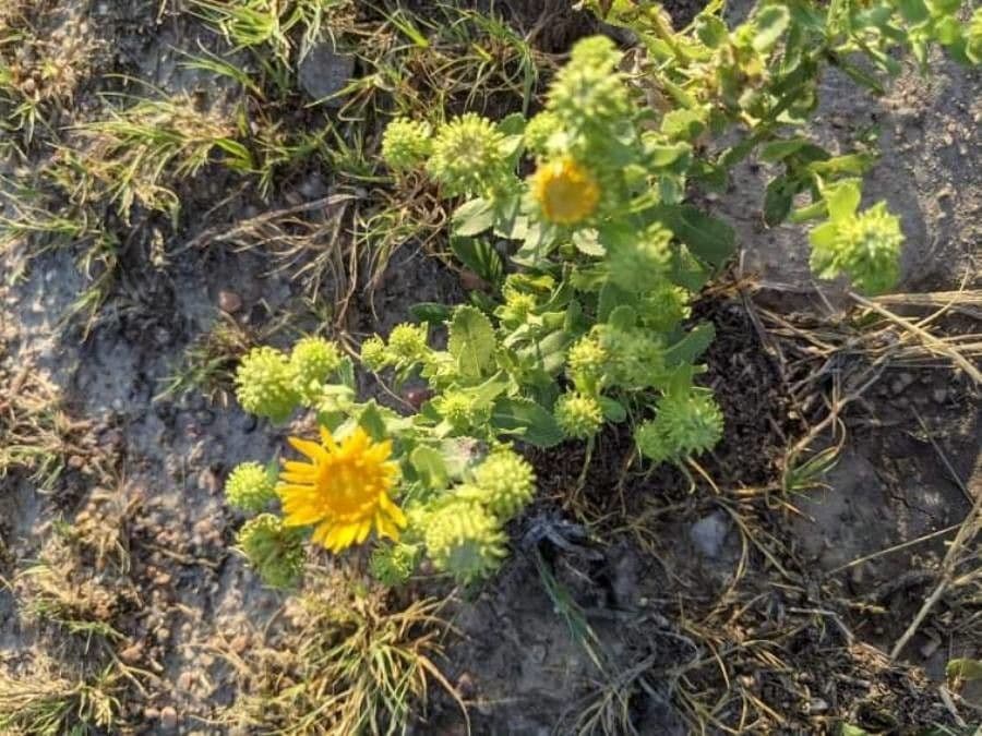 Grindelia 5