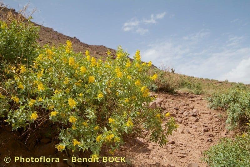 Adenocarpus 9