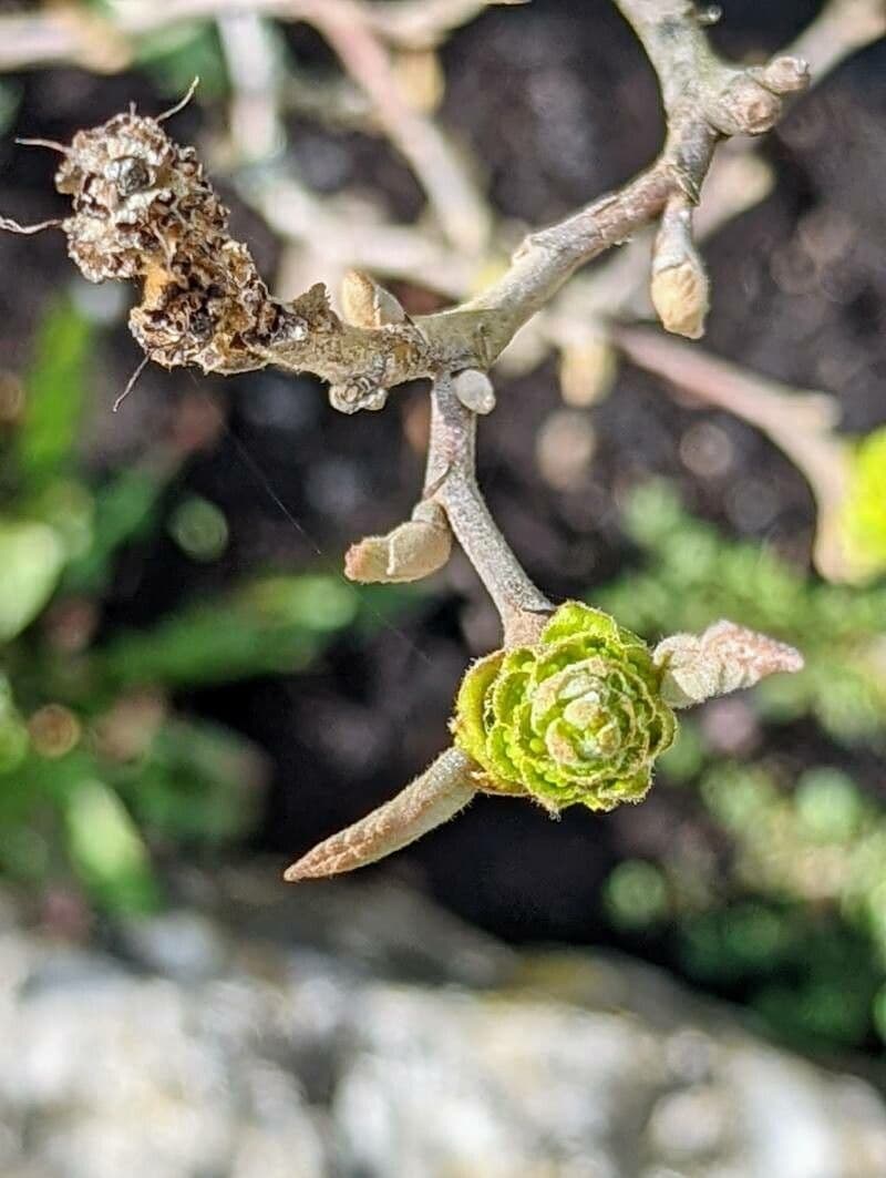 Fothergilla di Garden 27