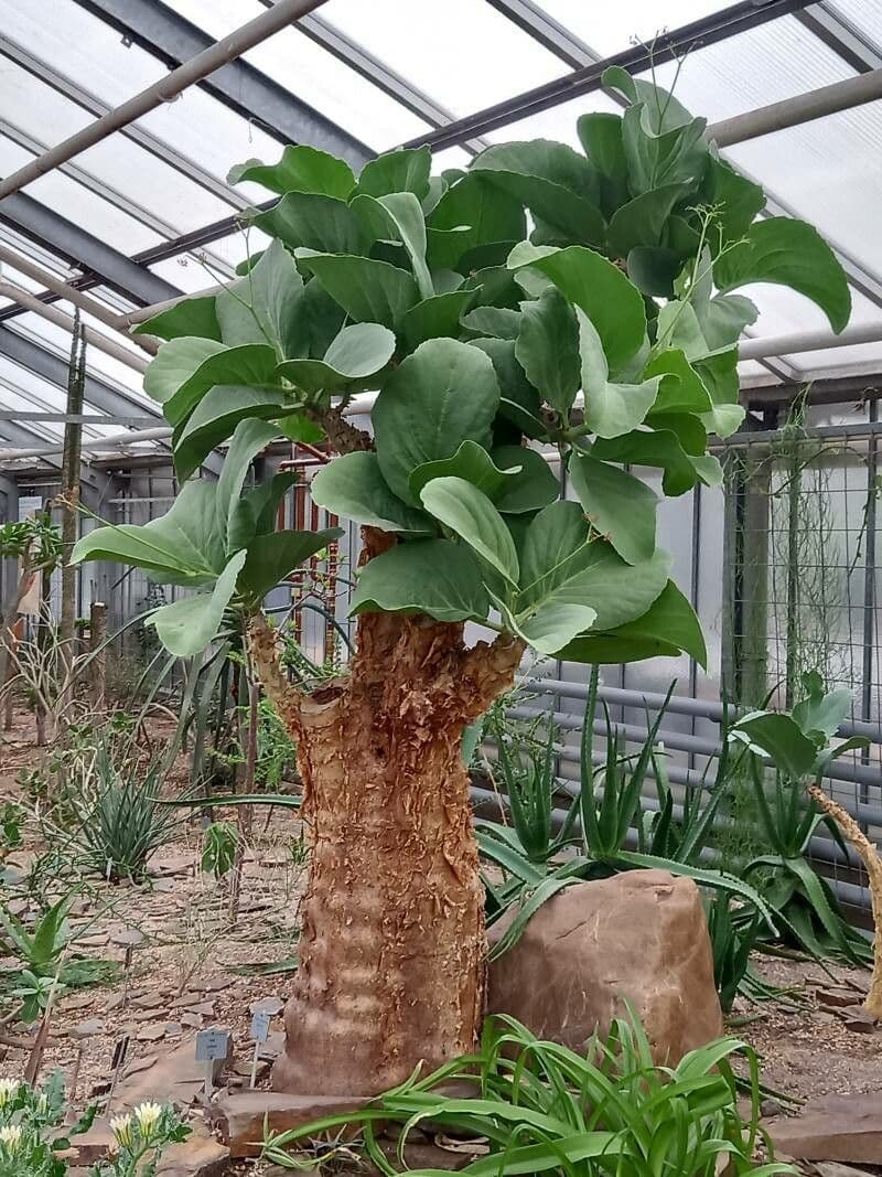 Cyphostemma