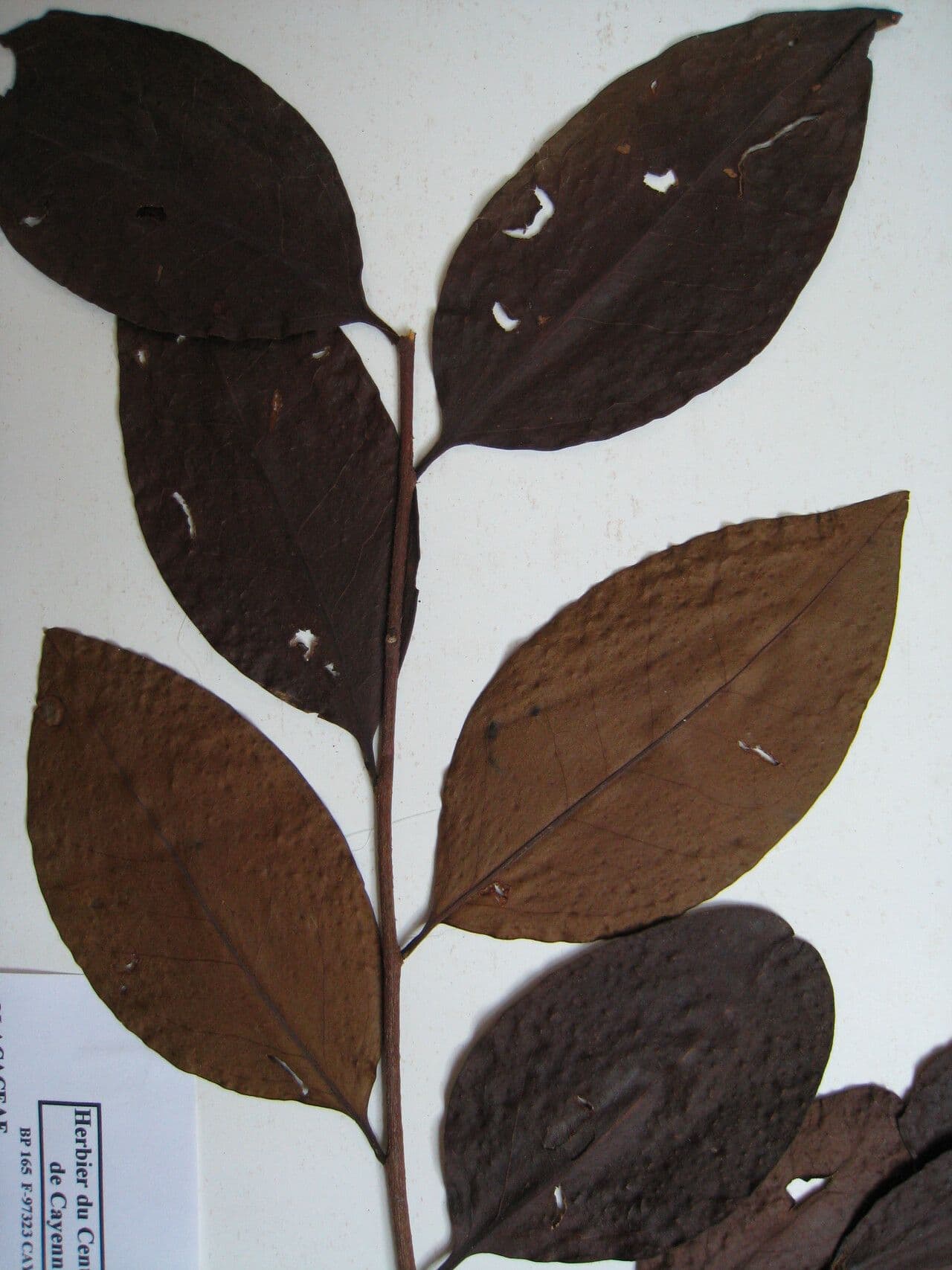 Chaunochiton 9