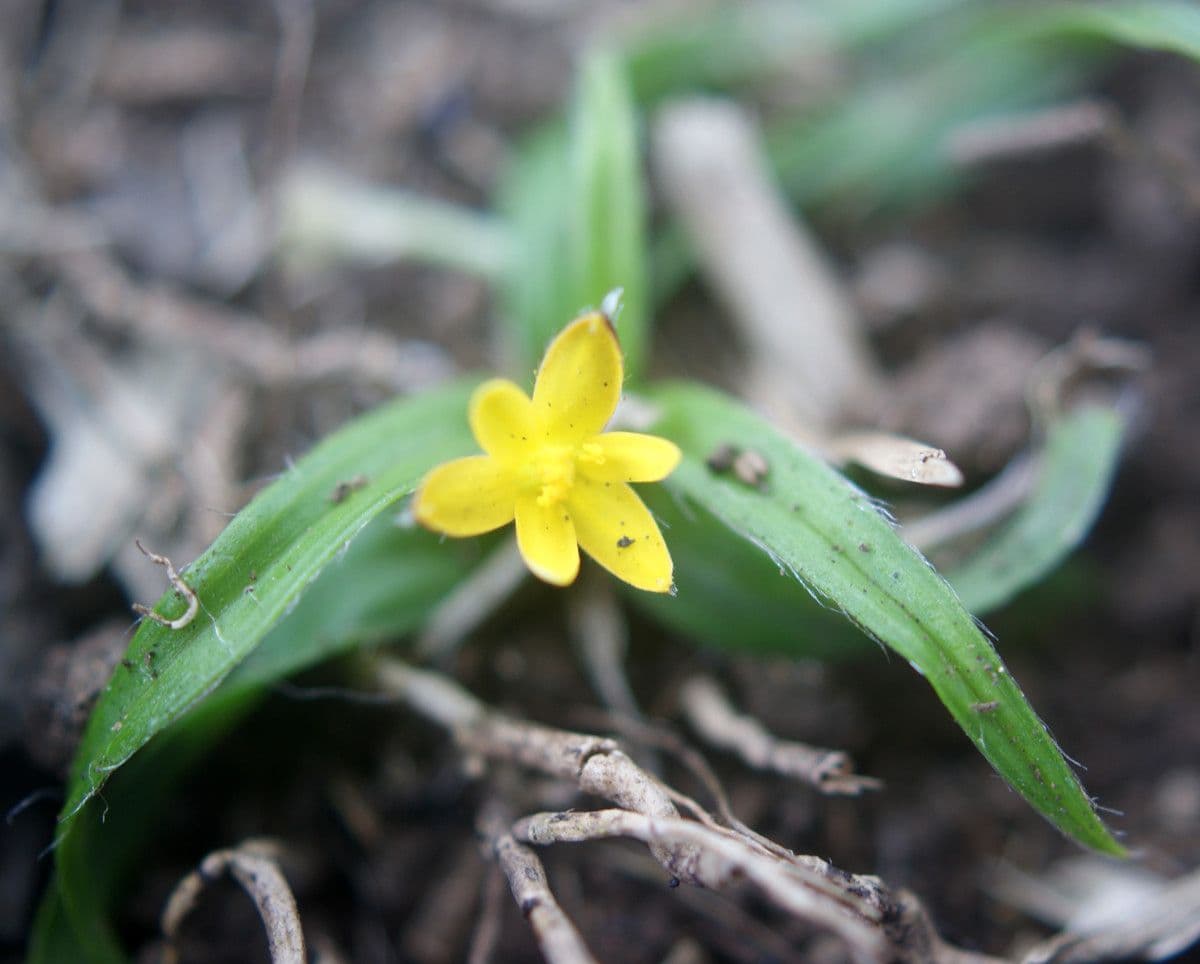 Hypoxis 5
