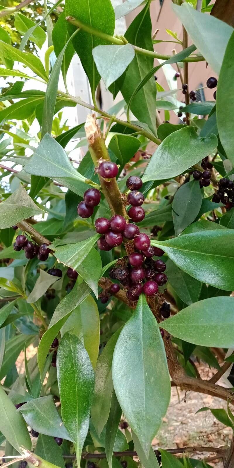 Myoporum laetum 3