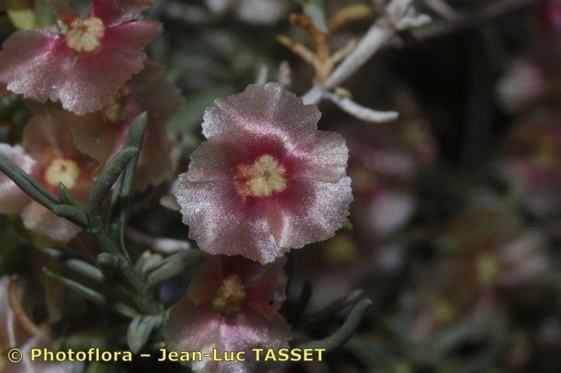 Salsola oppositifolia 3
