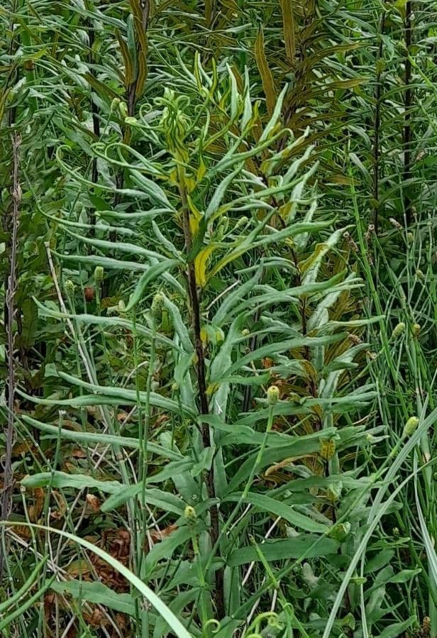 Pityrogramma 3