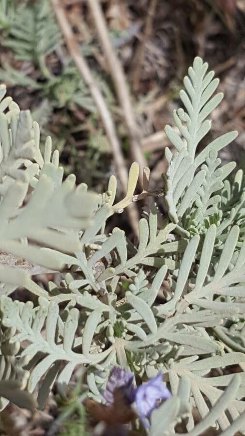 Lavendel 15