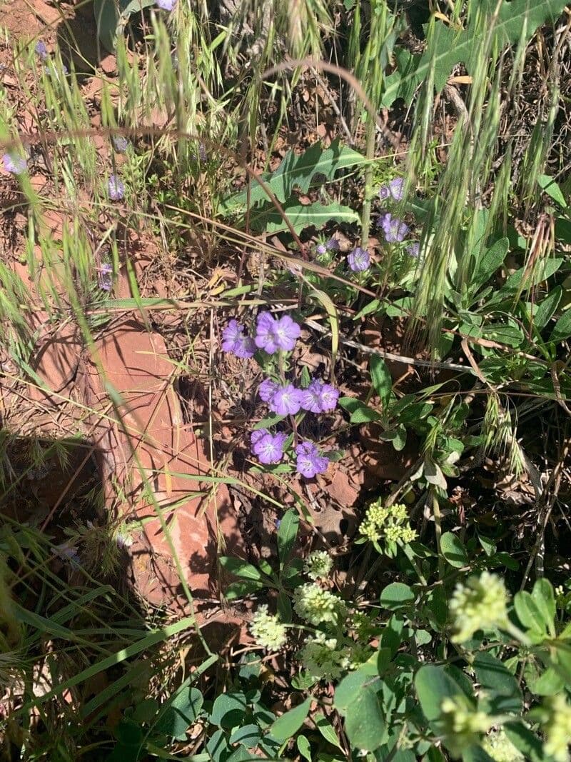 Linear-leaf phacelia 12
