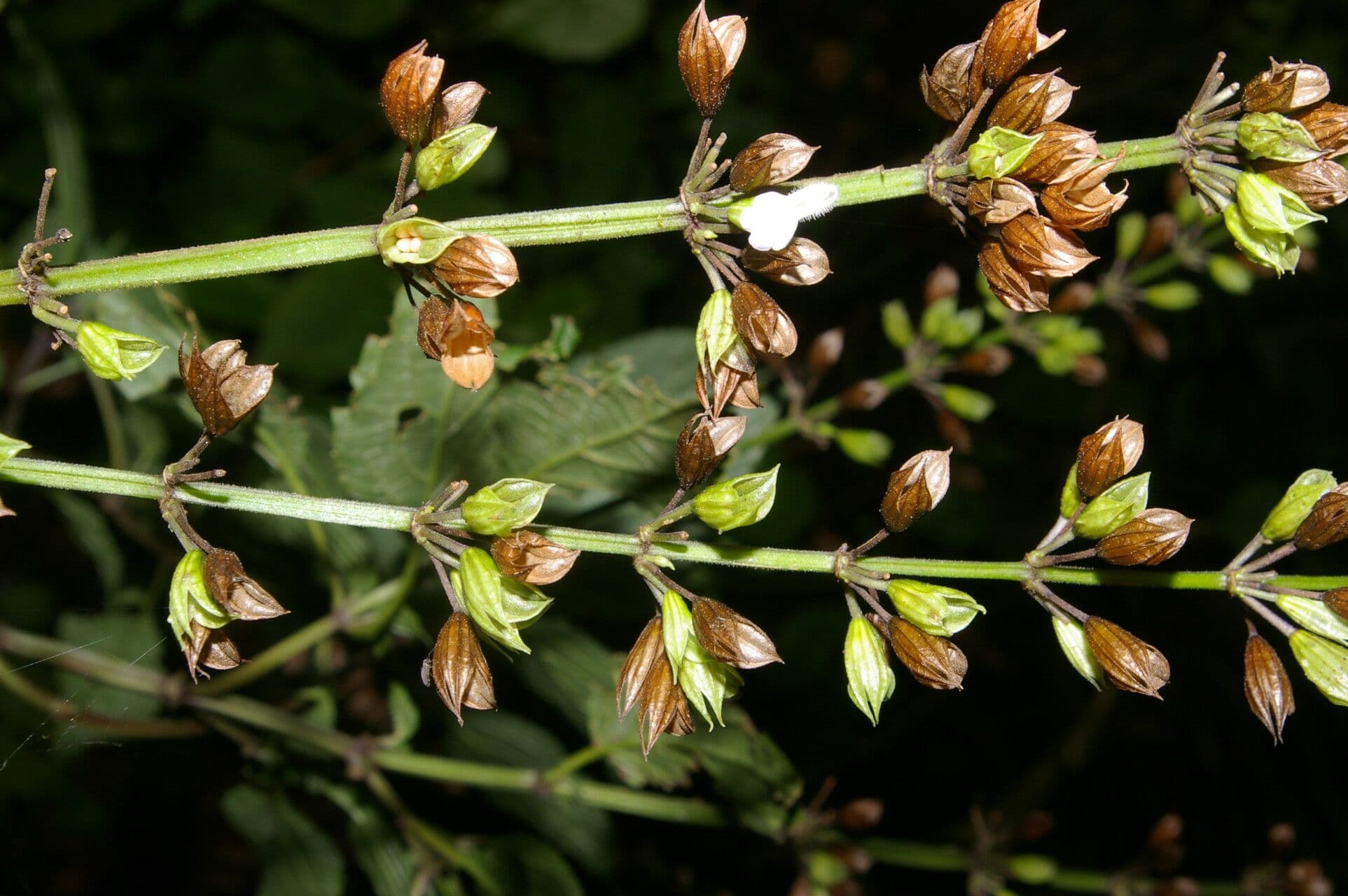 Salvia