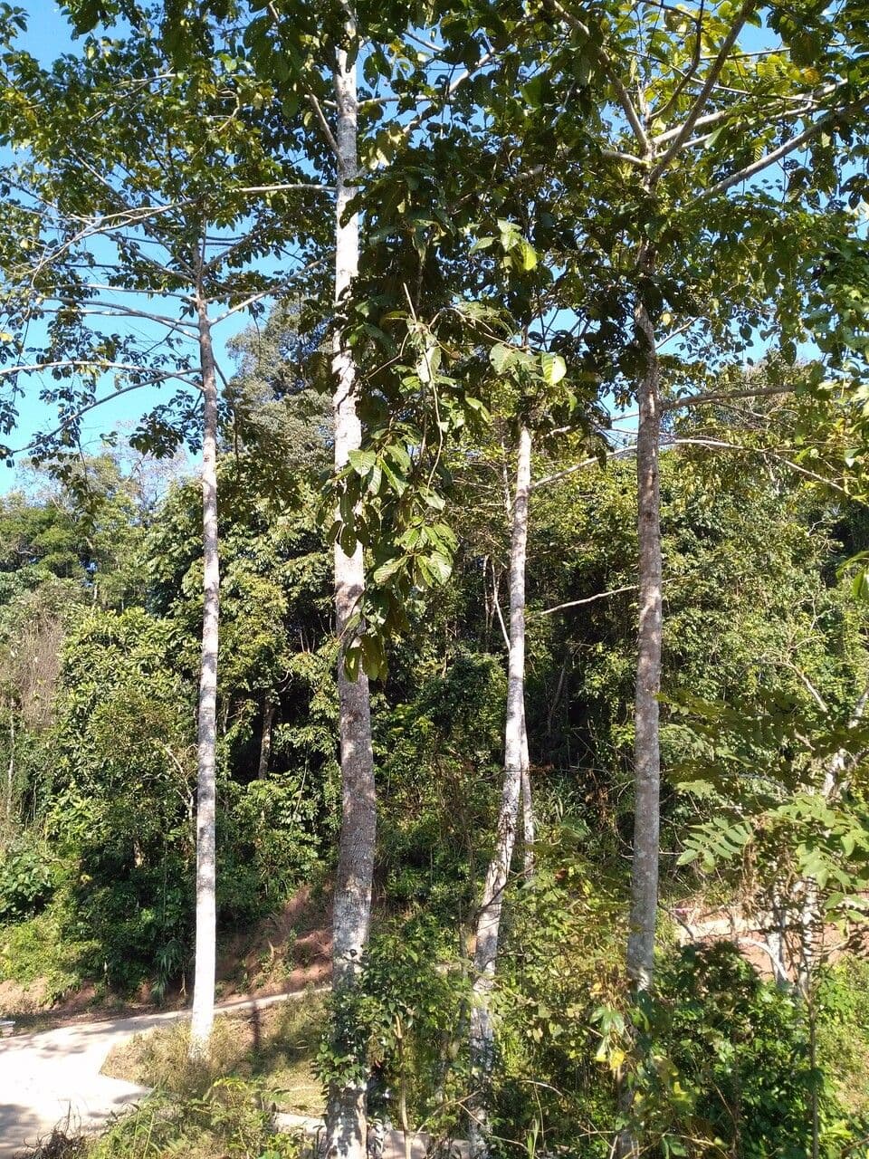 Dipterocarpus 3