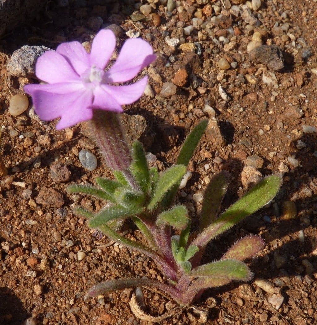 Silene littorea 9