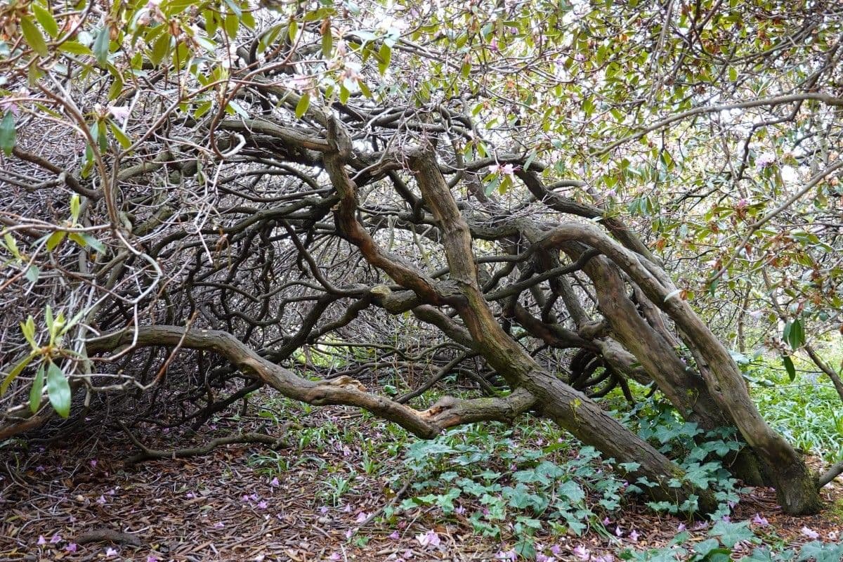 Rododendron rezavý 8