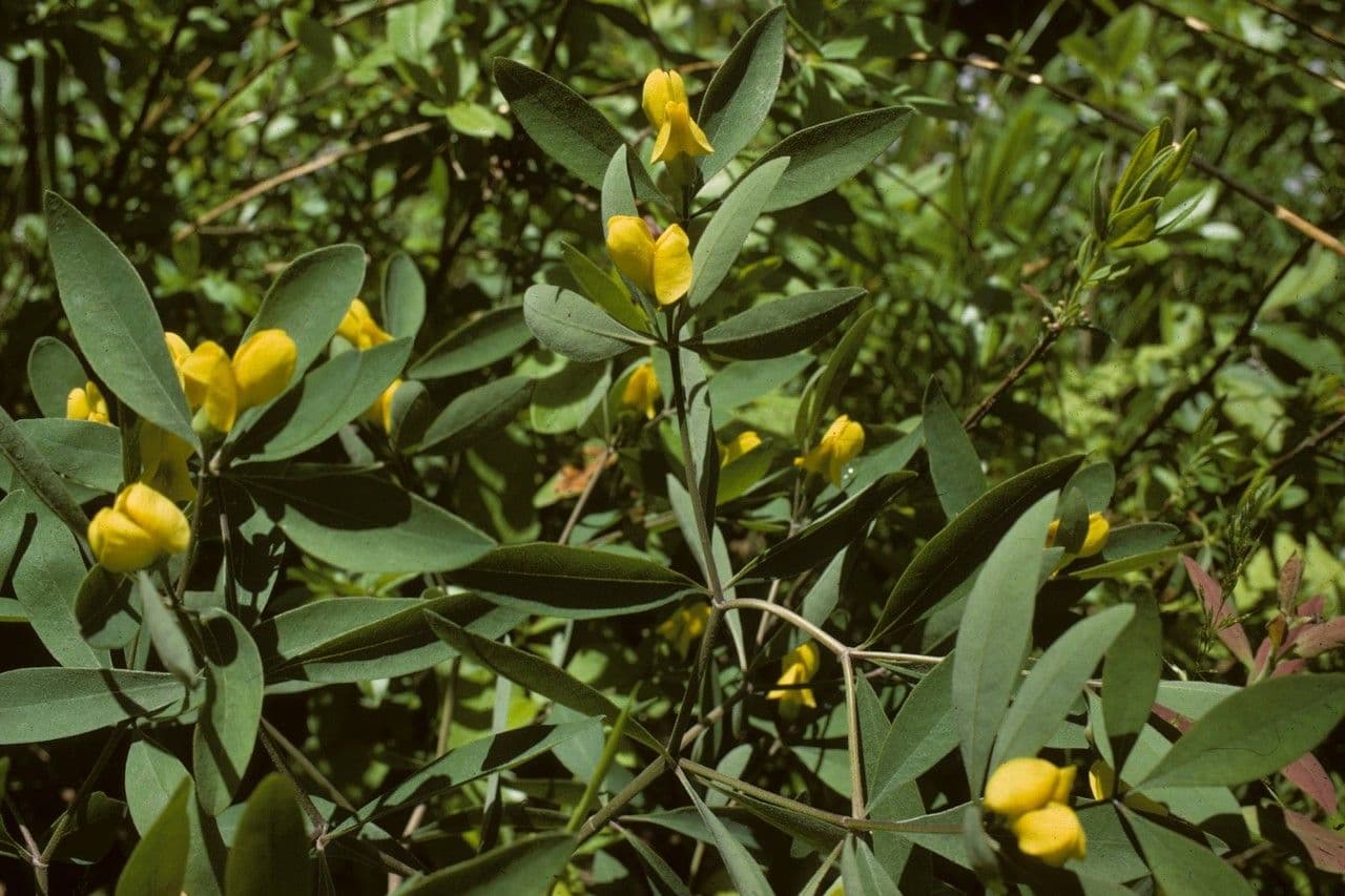 Baptisia lanceolada