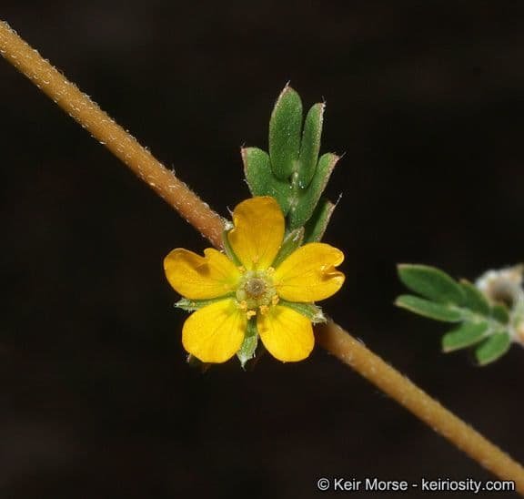 Kallstroemia californica 2
