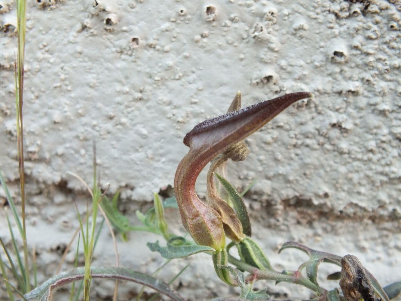 Aristolochia 5