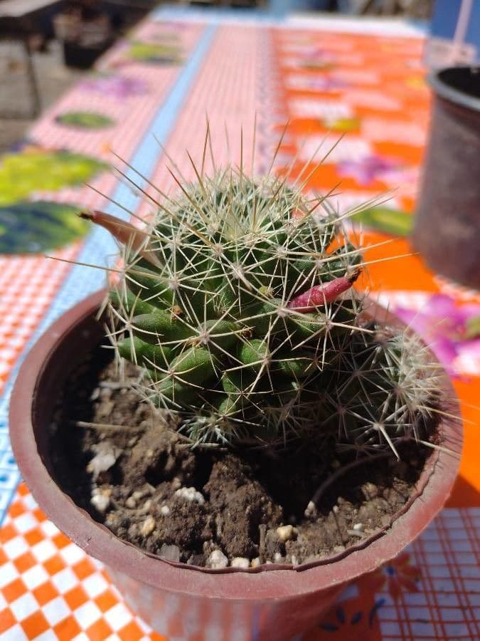 Cactus 5