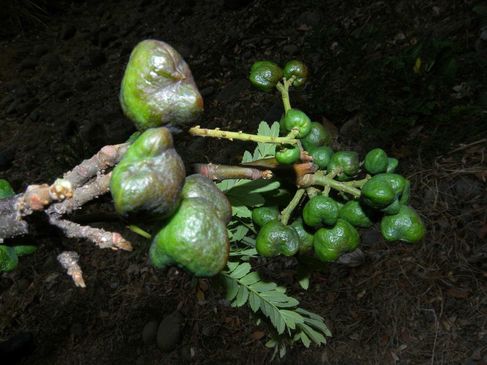 Dilodendron 3