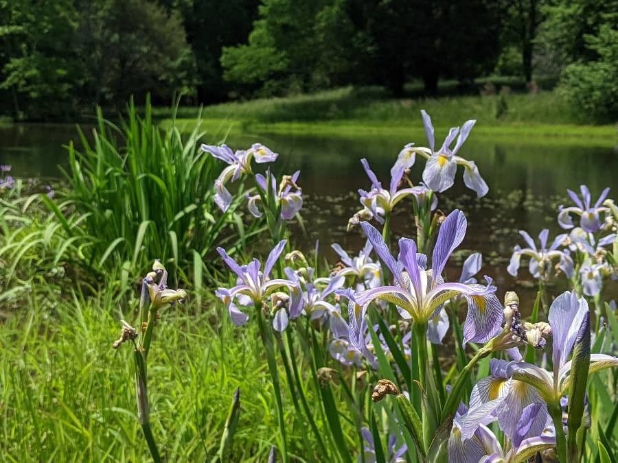 Iris 10