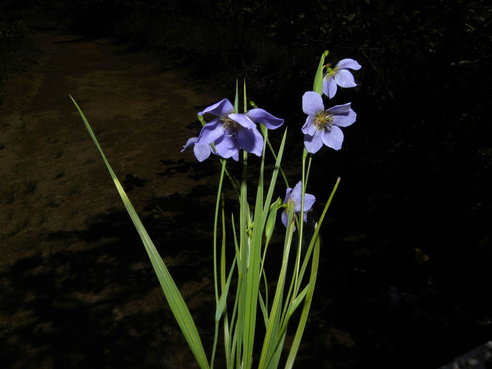 Cipura campanulata 6
