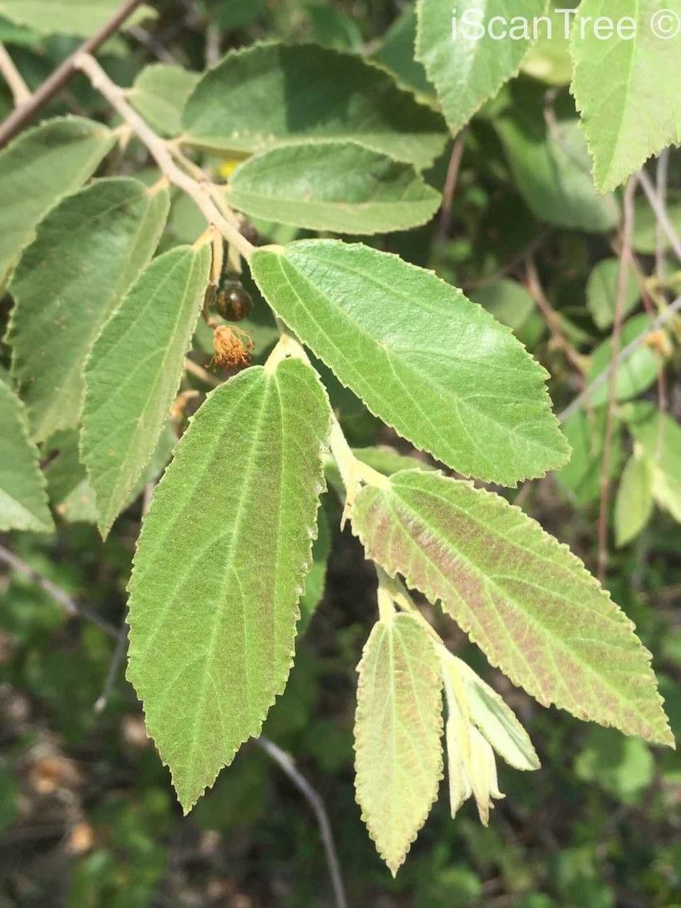 Grewia 14