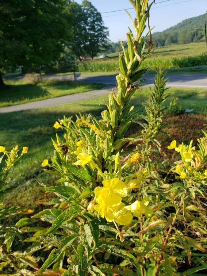Hairy evening primrose 5