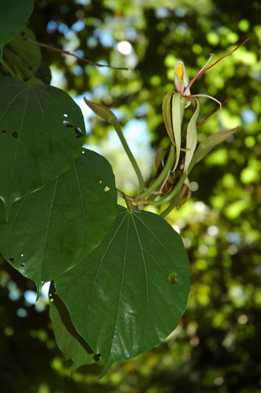 Gigasiphon 2