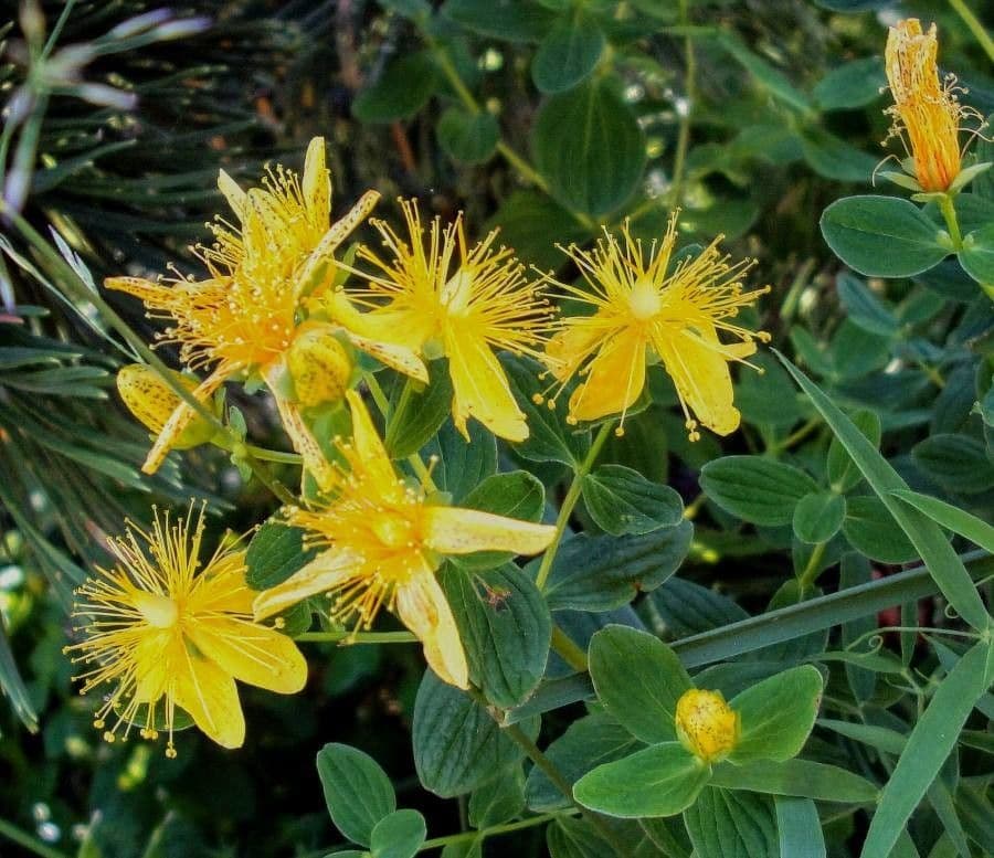Millepertuis maculé 8