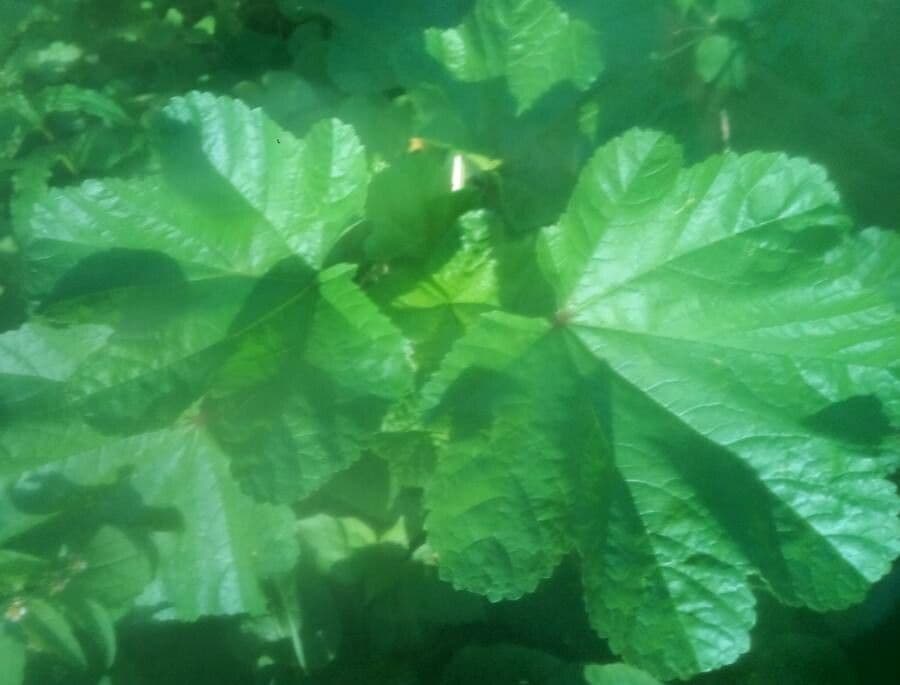 Malva verticillata 16