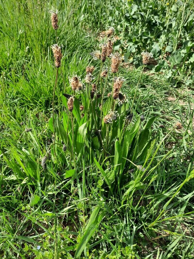 Piantaggine 15