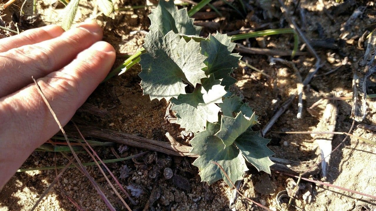 Lomatium 9