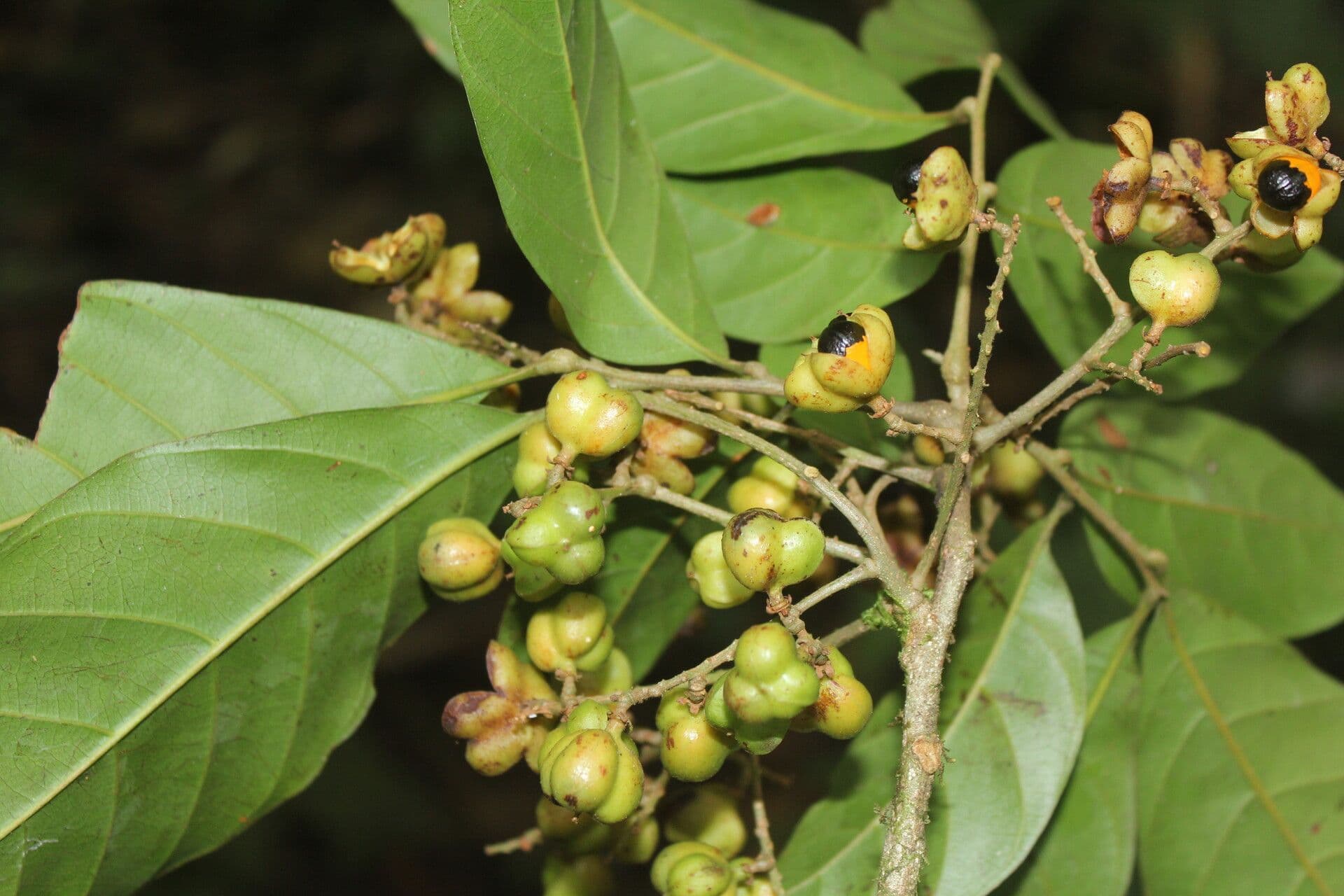 Cupania 4