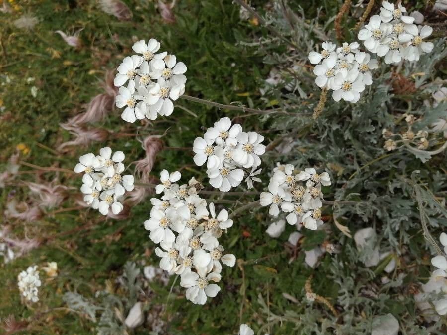 Achillea clavennae 9
