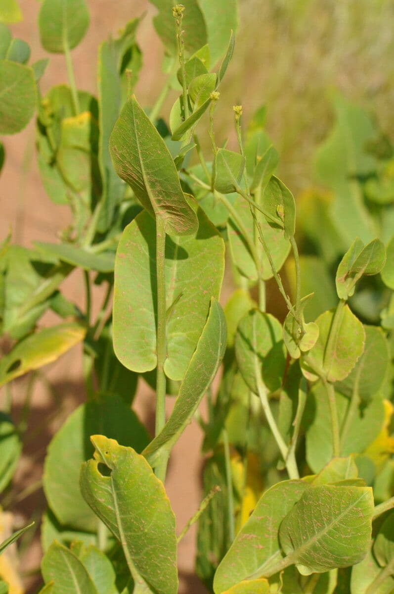 Schouwia 14