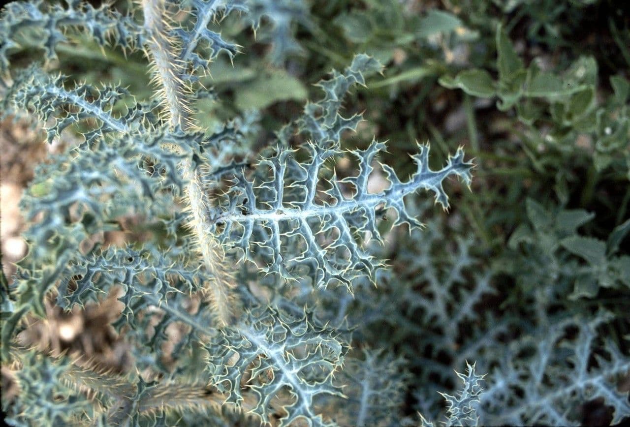 Stacheldistel 15
