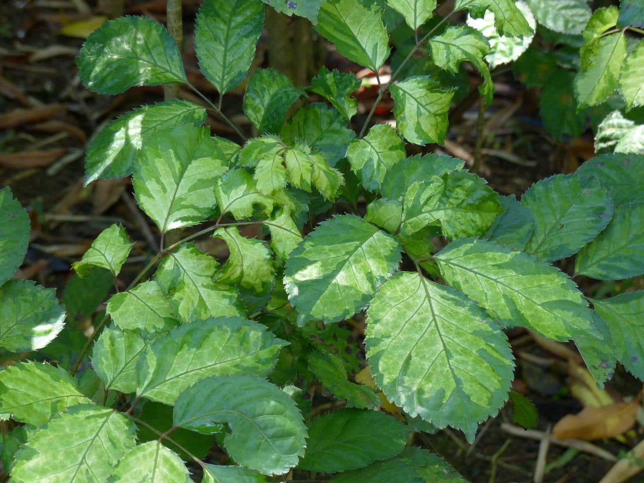 Polyscias balfouriana 7