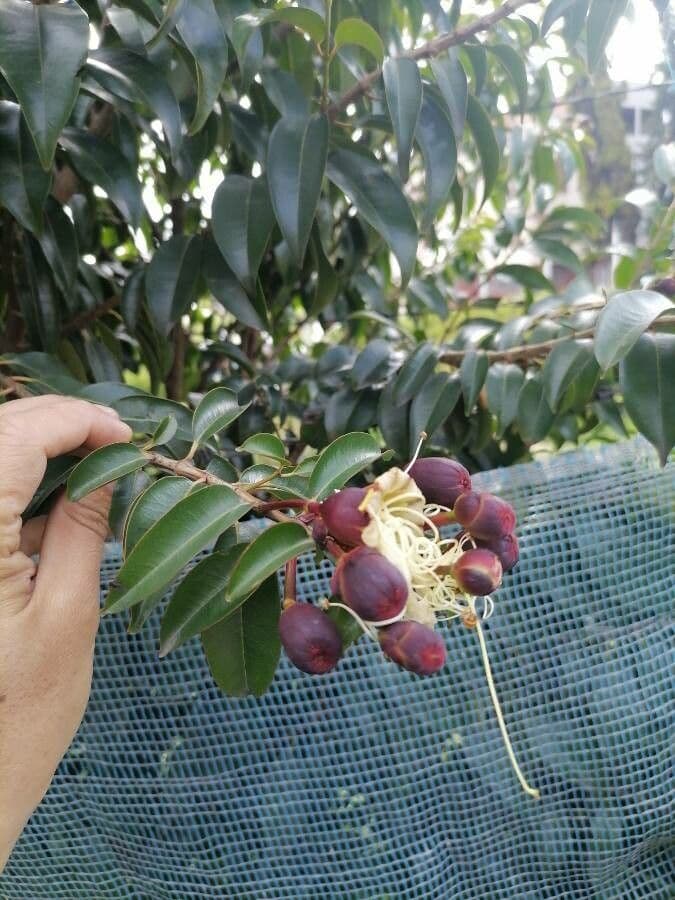 Lafoensia acuminata