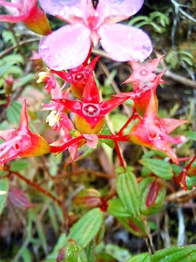 Monochaetum floribundum