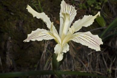 Iris 8