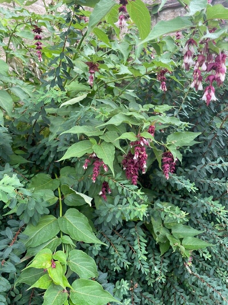 Leycesteria 14