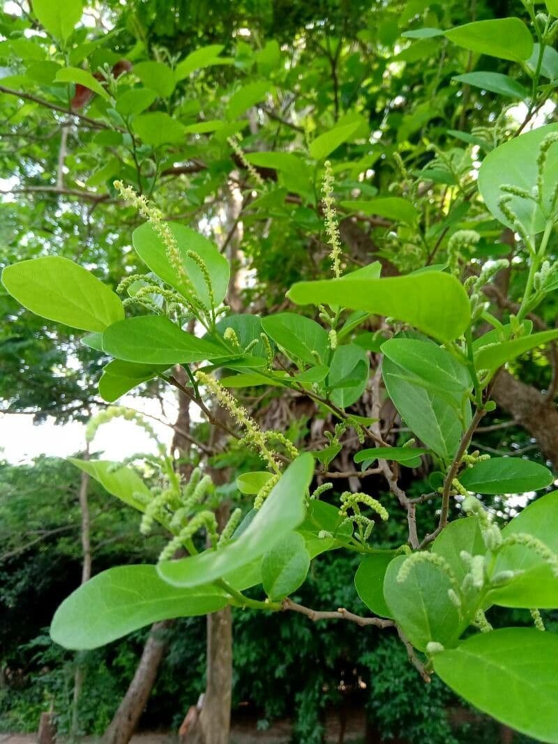 Mirabolano bellerico 6