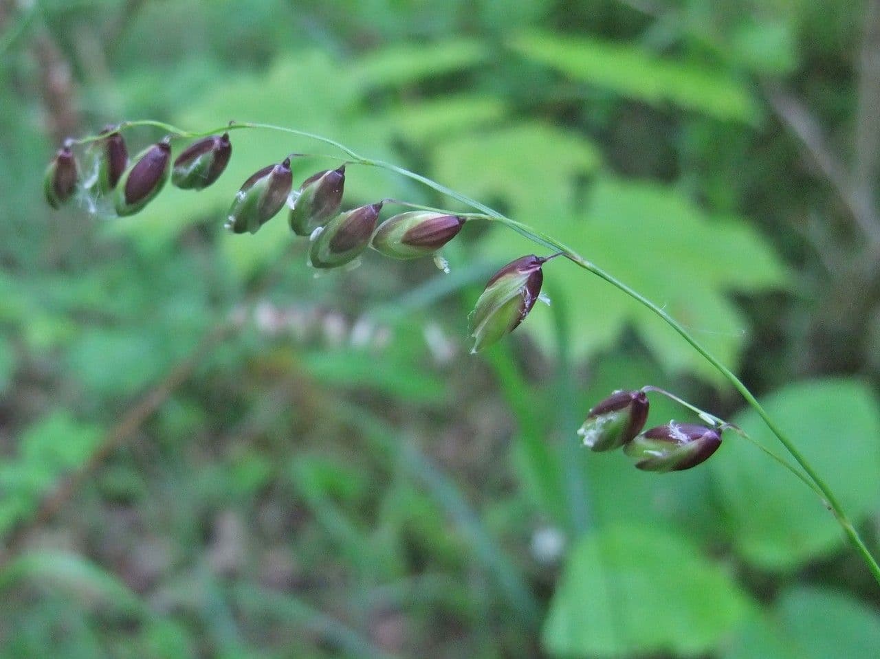 Erba perla pendula