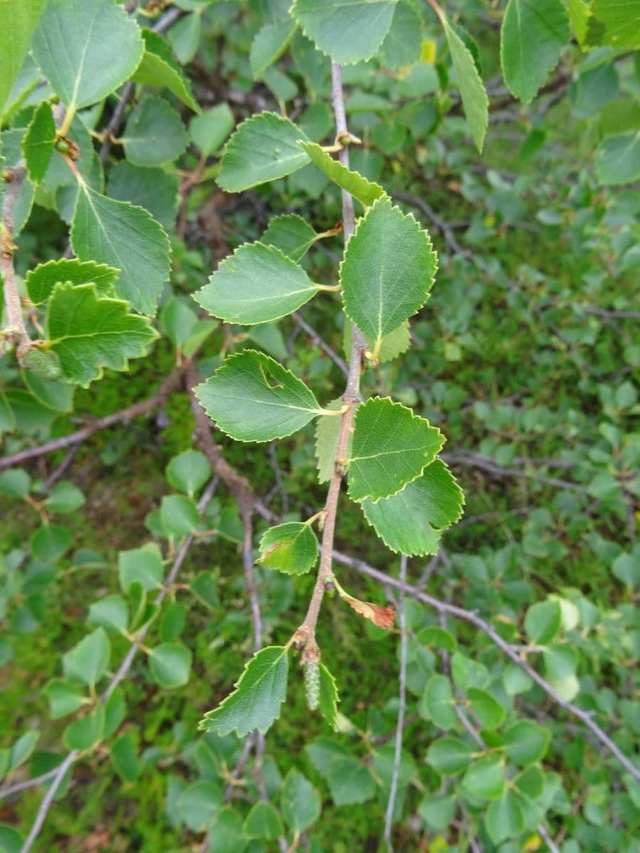 Betula humilis 13