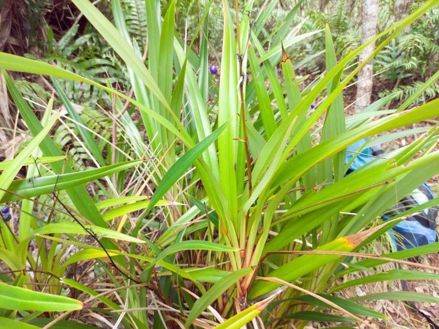Dianella 19