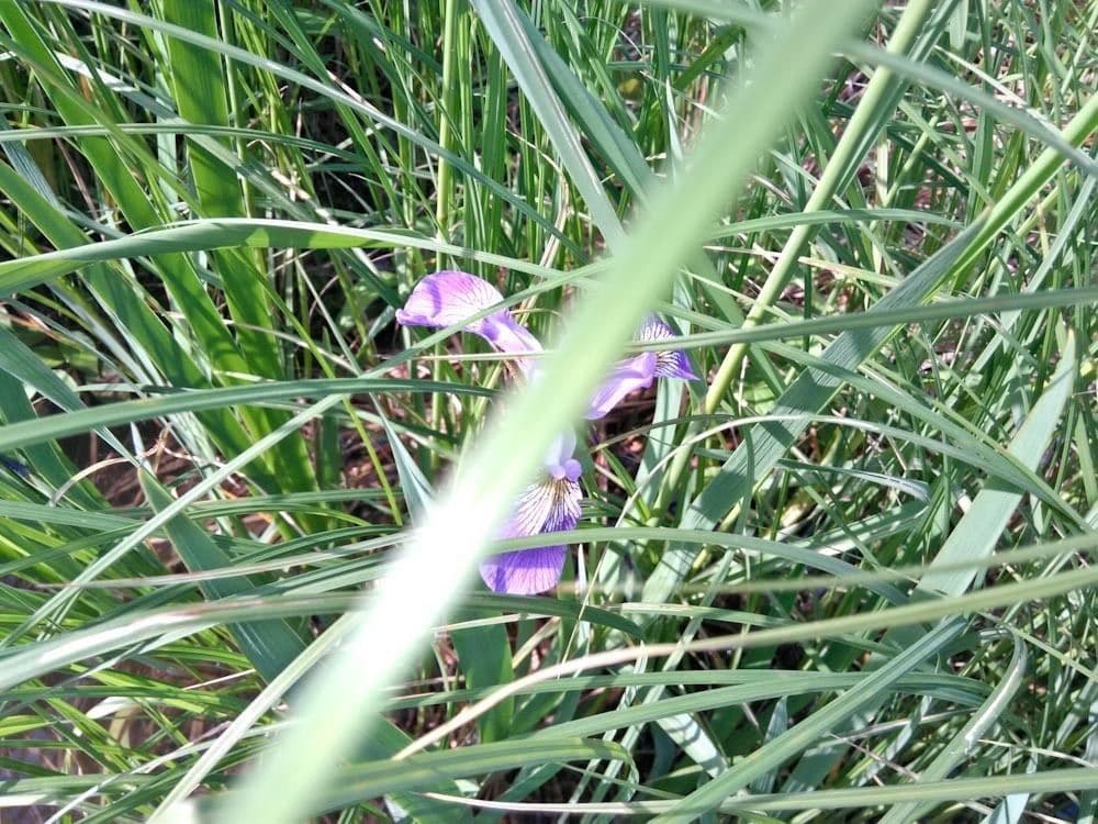 Iris versicolor 16