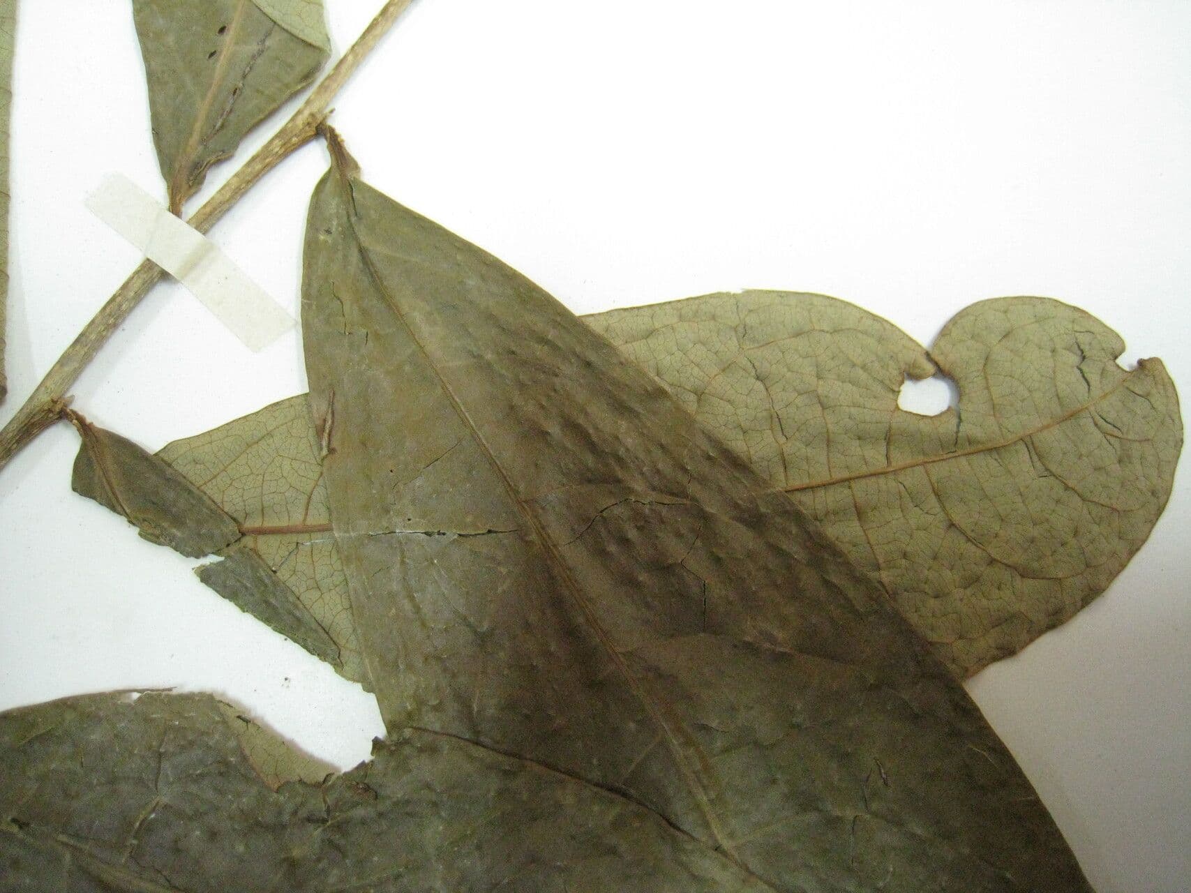 Margaritaria nobilis 18