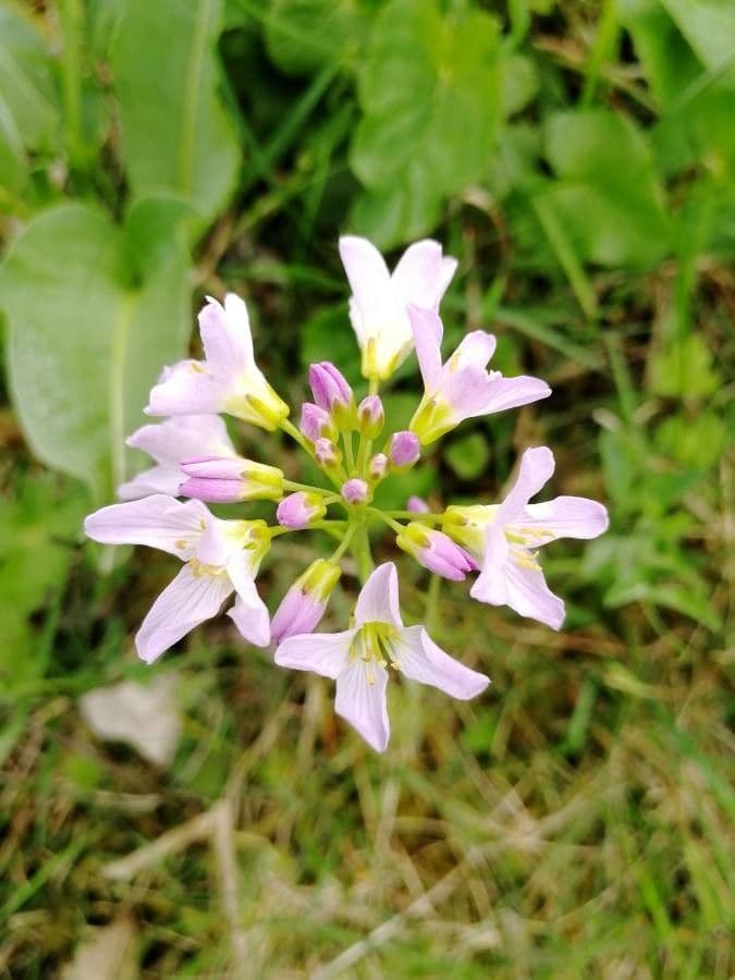 Cardamine raphanifolia 8