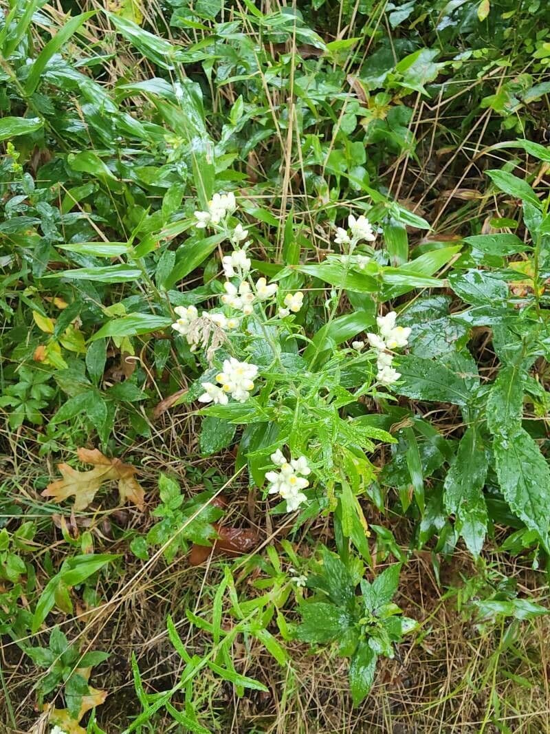 Gnaphalium californiano 4