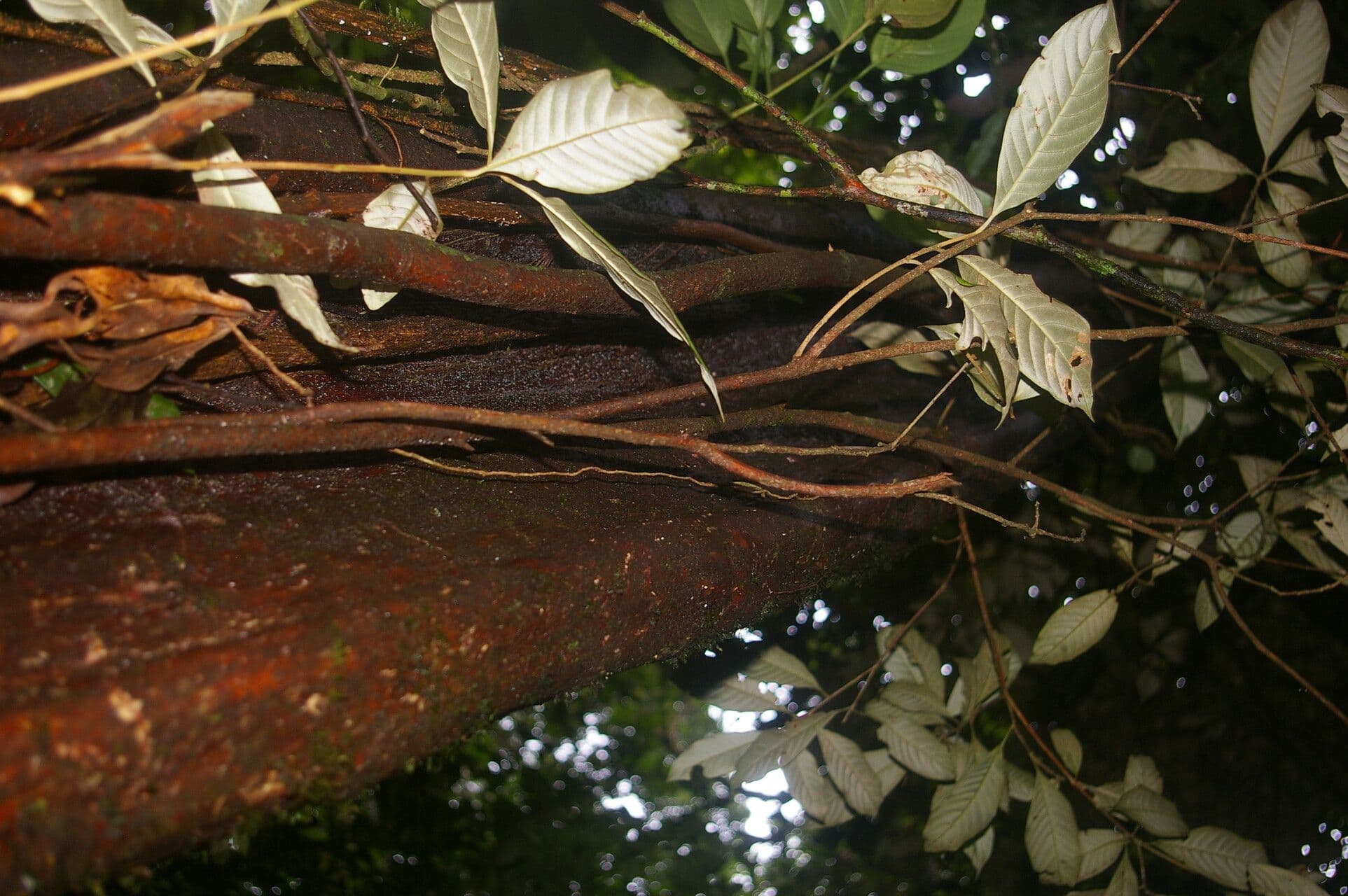 Pouteria 8