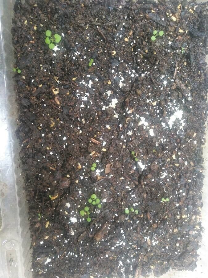 Acropogon macrocarpo 12